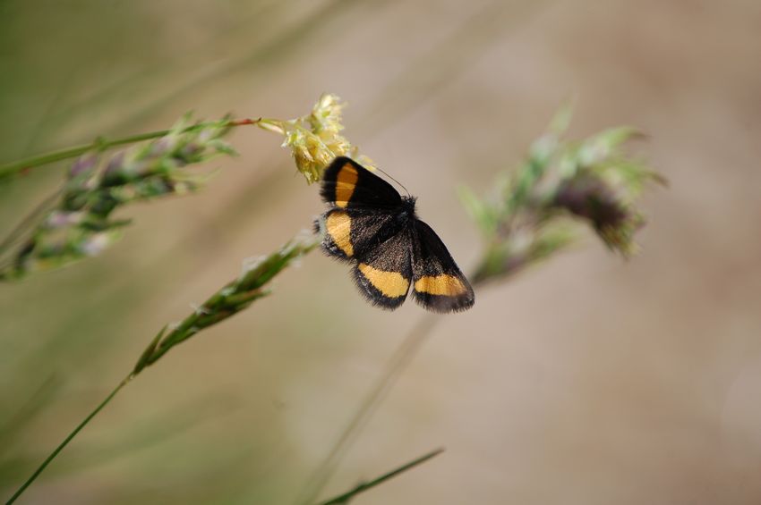 alla ricerca dell''Erebia flavofasciata